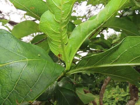 Vangueria madagascariensis J. F. Gmel. resmi