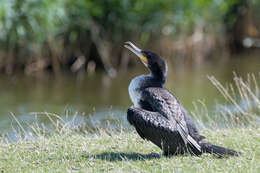 Image of Phalacrocorax carbo carbo (Linnaeus 1758)