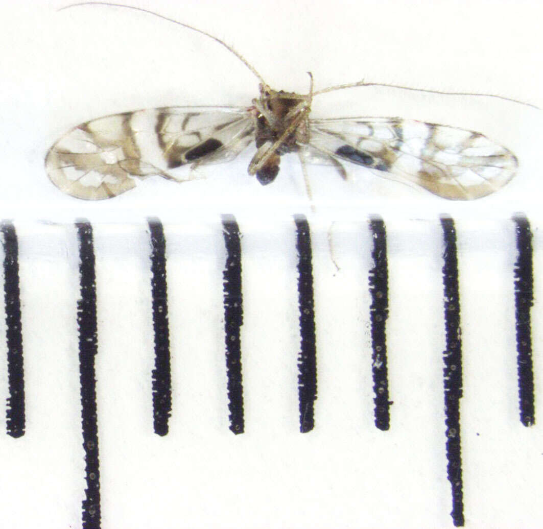 Image of Zelandopsocus formosellus Tillyard 1923
