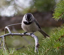 Image of Mountain Chickadee