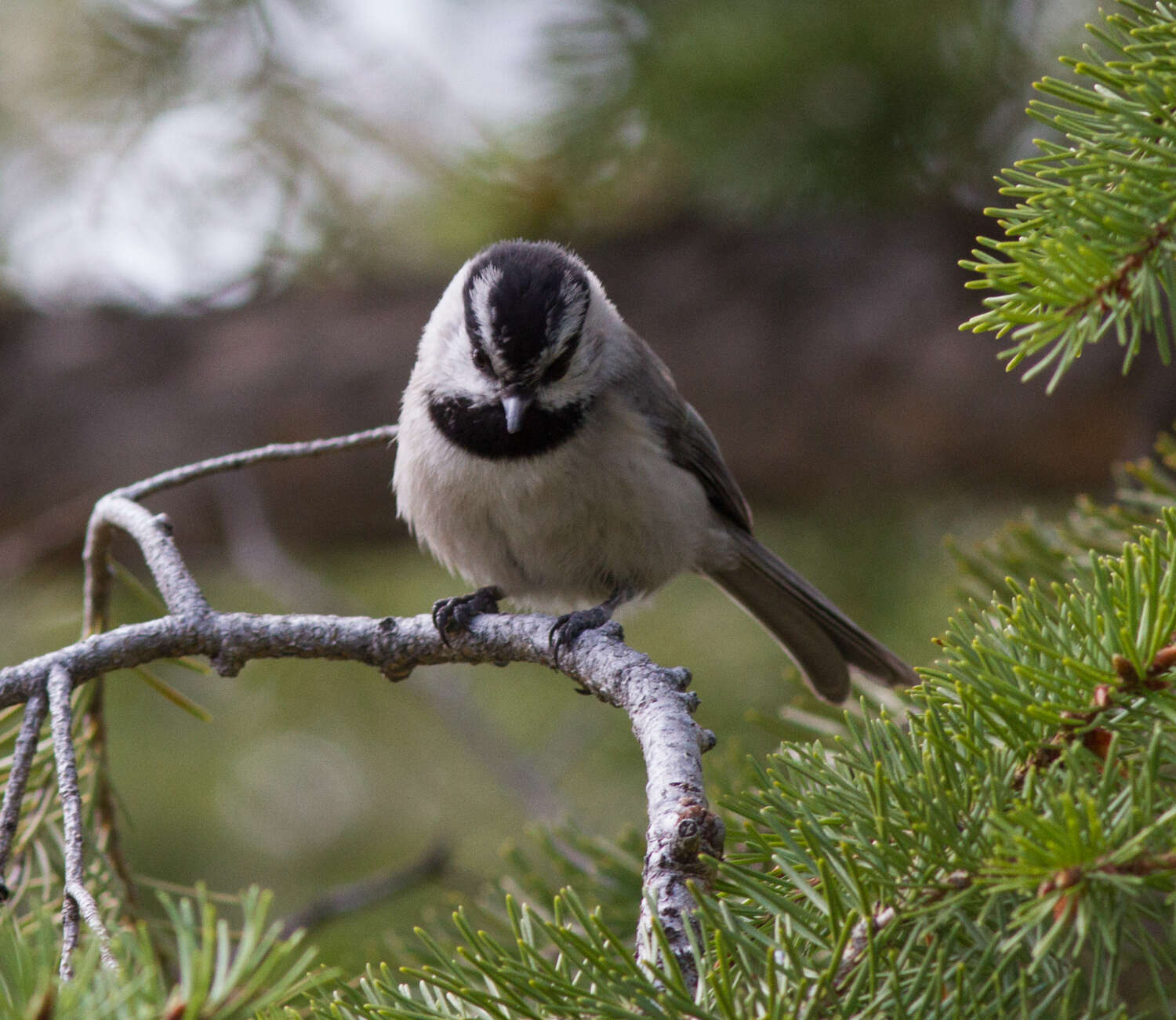 Image of Mountain Chickadee