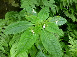 Image of Impatiens radiata Hook. fil.