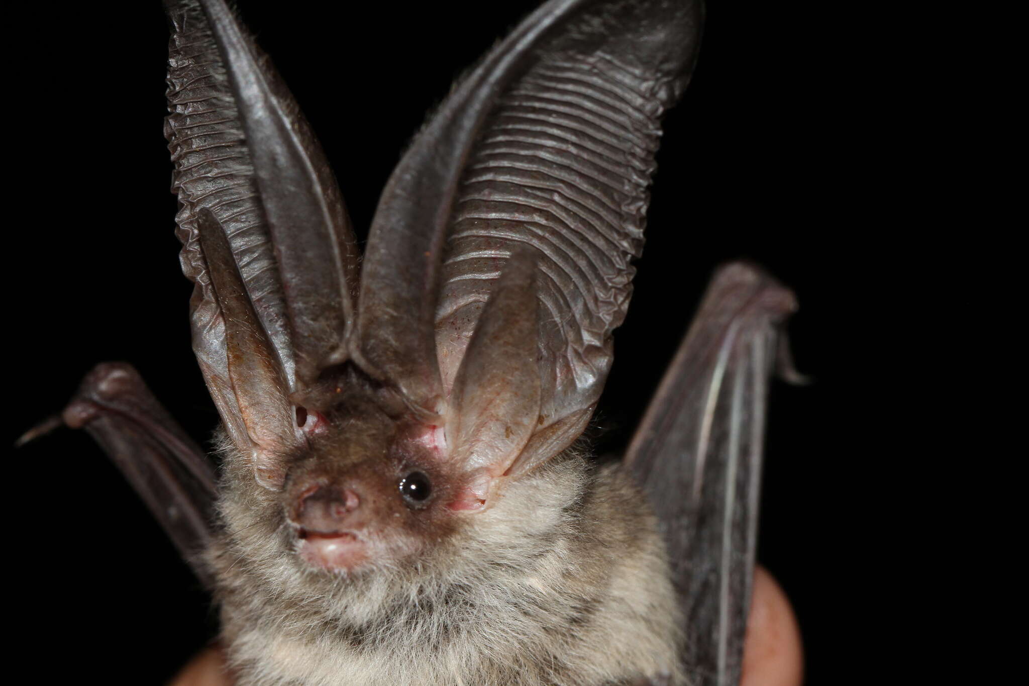 Image of Mountain Long-eared Bat