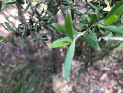 Sivun Leptospermum trinervium (Smith) J. Thompson kuva