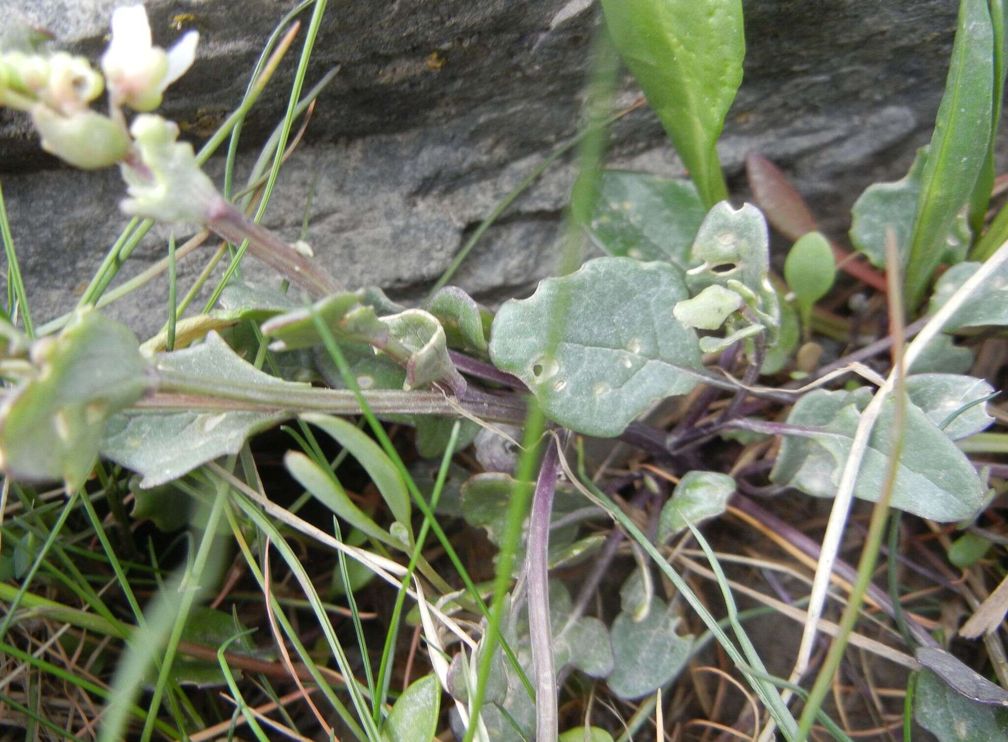 Image of Cochlearia anglica L.