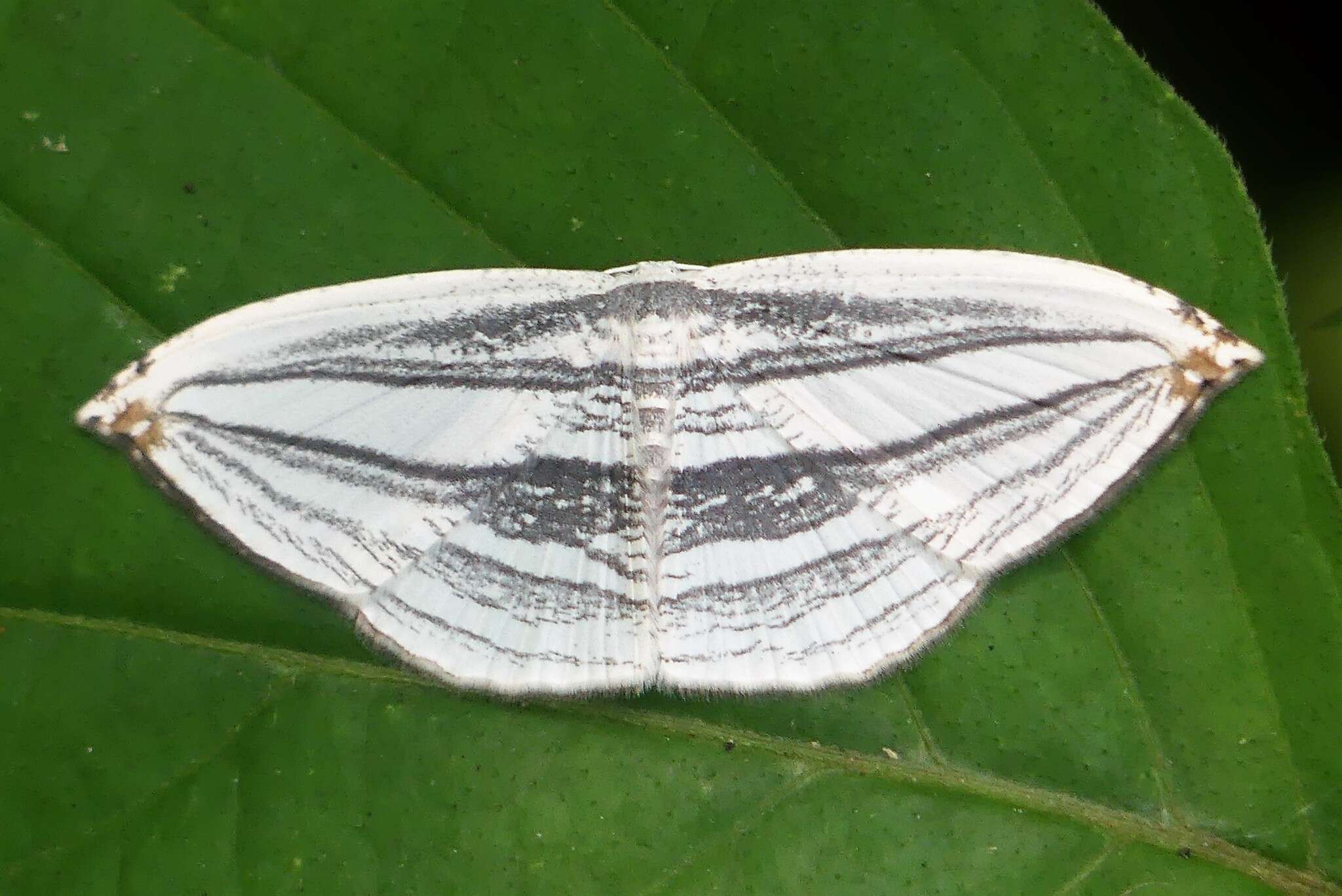 Image of Acropteris iphiata Guenée