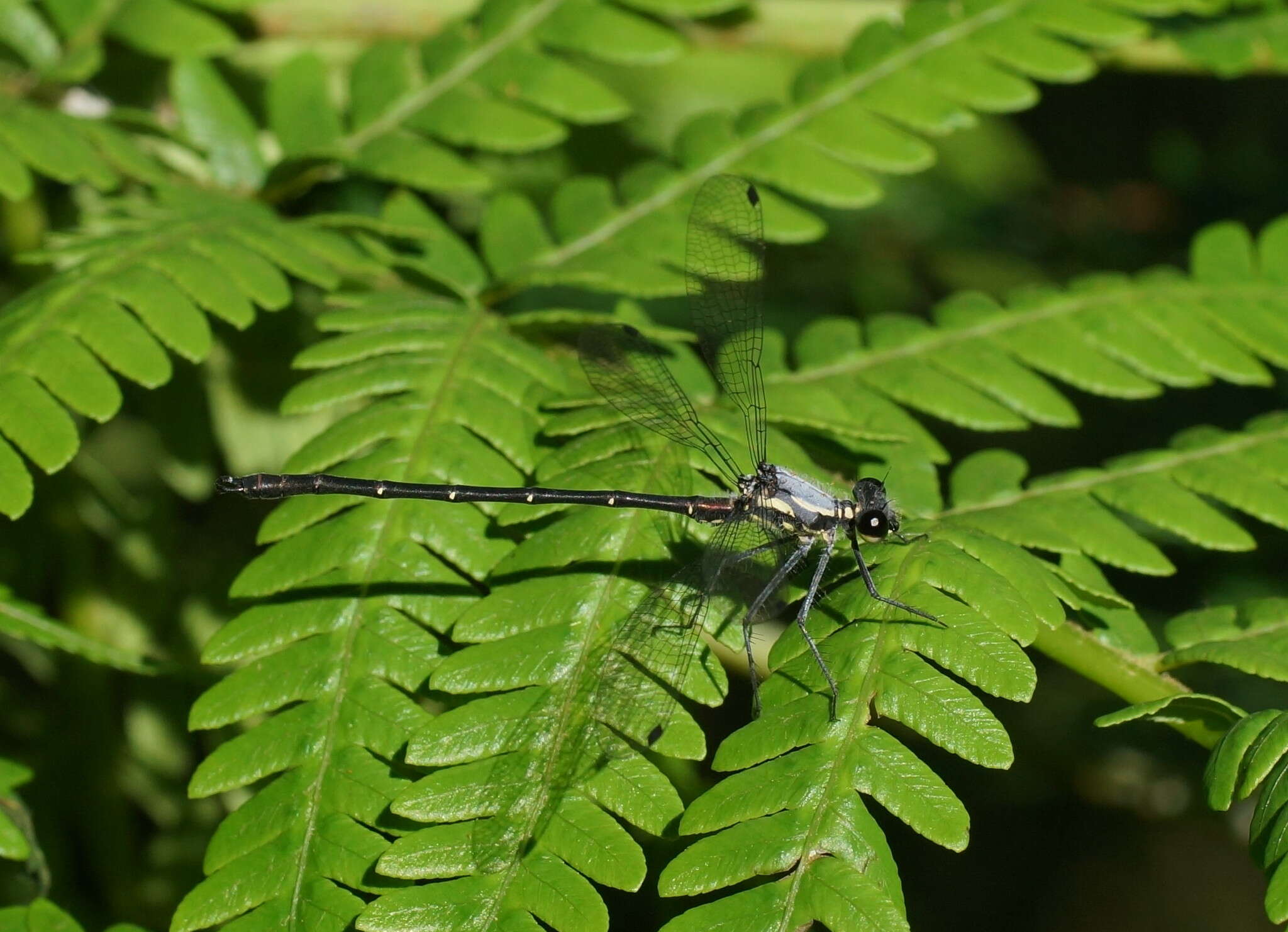 Image de Austroargiolestes calcaris (Fraser 1958)