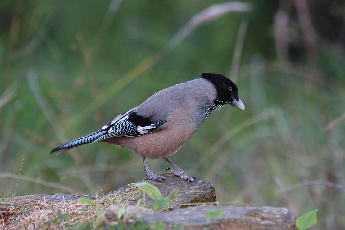 Image of Black-headed Jay