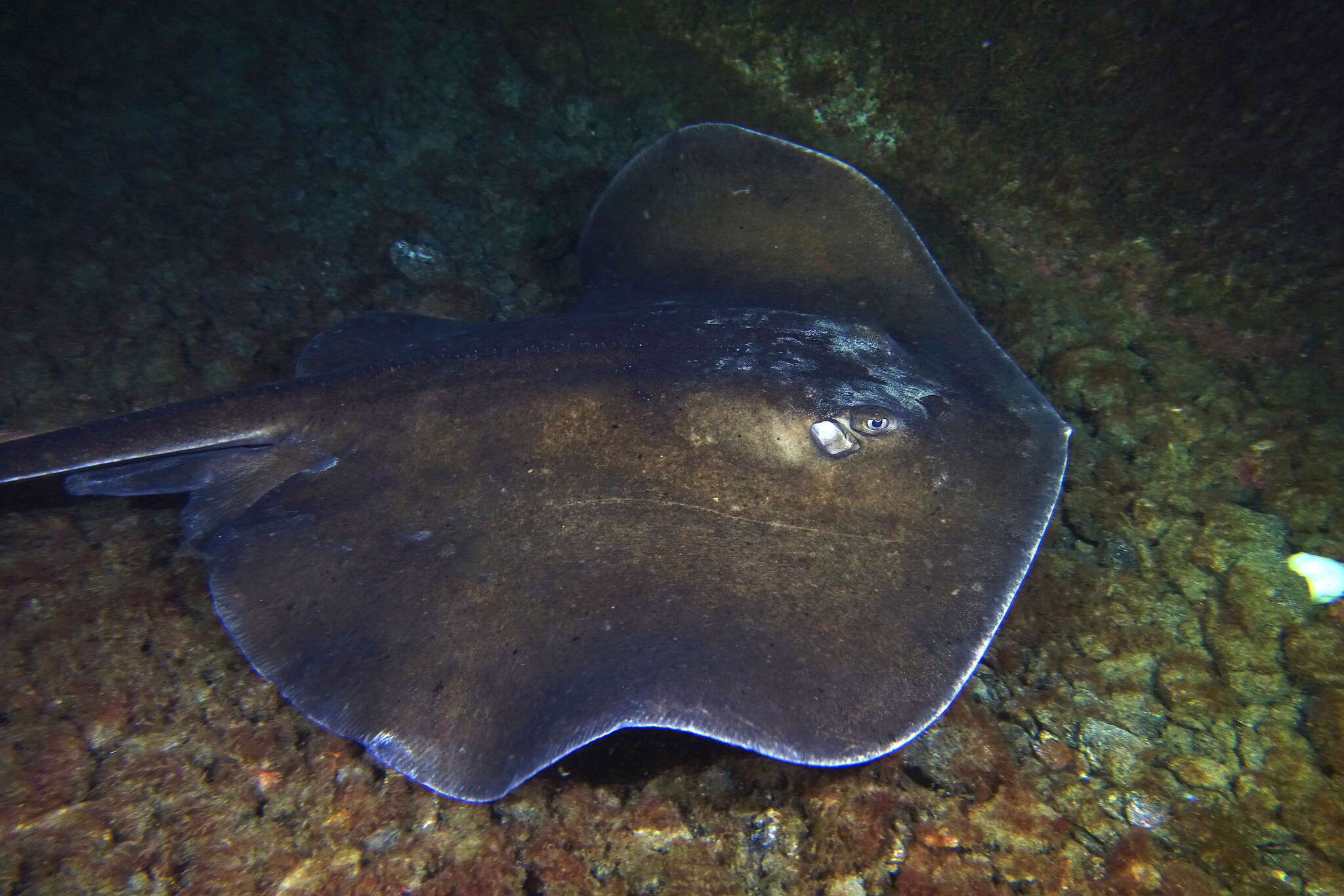 Image of round fantail stingray