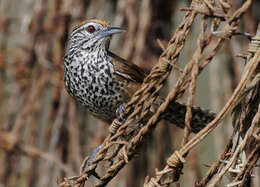 Image of Spot-breasted Wren