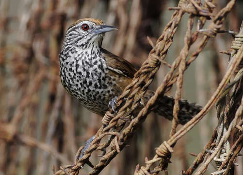 Image of Spot-breasted Wren