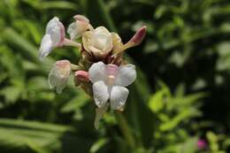 Image de Curcuma caulina J. Graham