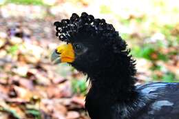 Image of Black Curassow