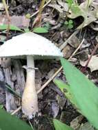 Image of Leucoagaricus americanus (Peck) Vellinga 2000