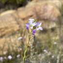 Heliophila dregeana Sond. resmi