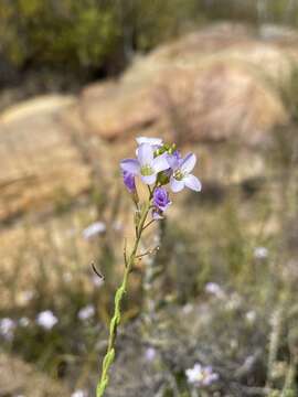 Heliophila dregeana Sond. resmi