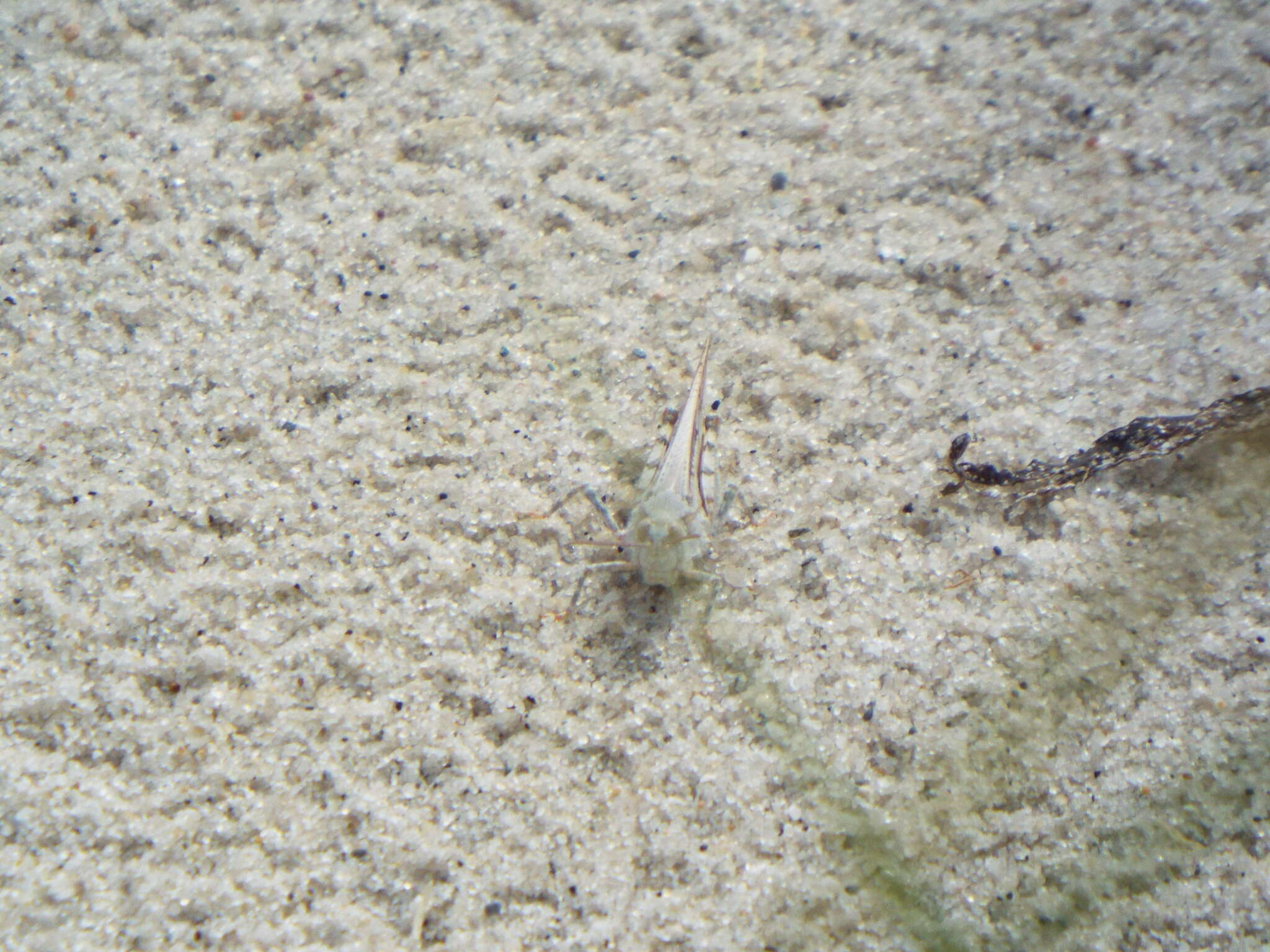 Image of Seaside Grasshopper