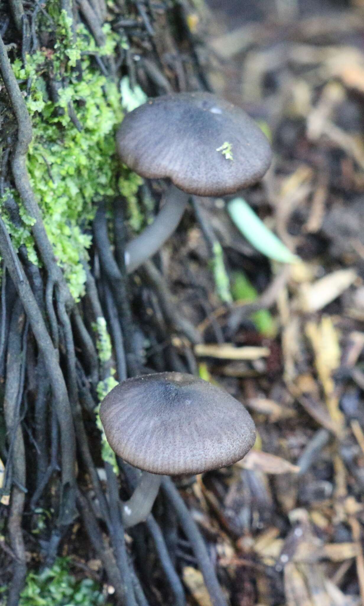 Image of Entoloma melanocephalum G. Stev. 1962