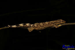 Image of Thecadactylus solimoensis Bergmann & Russell 2007