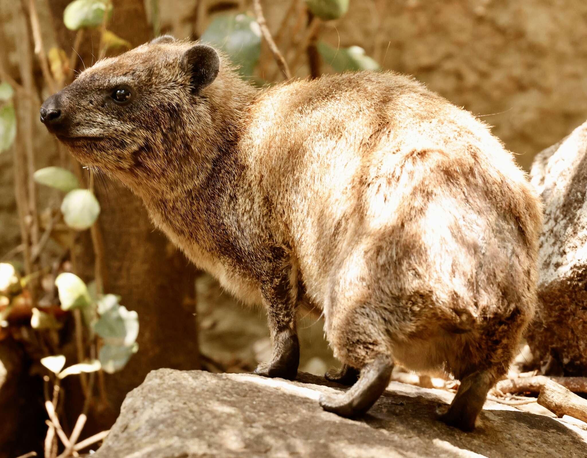 Image of Procavia capensis johnstoni Thomas 1894