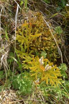 Imagem de Austrolycopodium fastigiatum (R. Br.) Holub