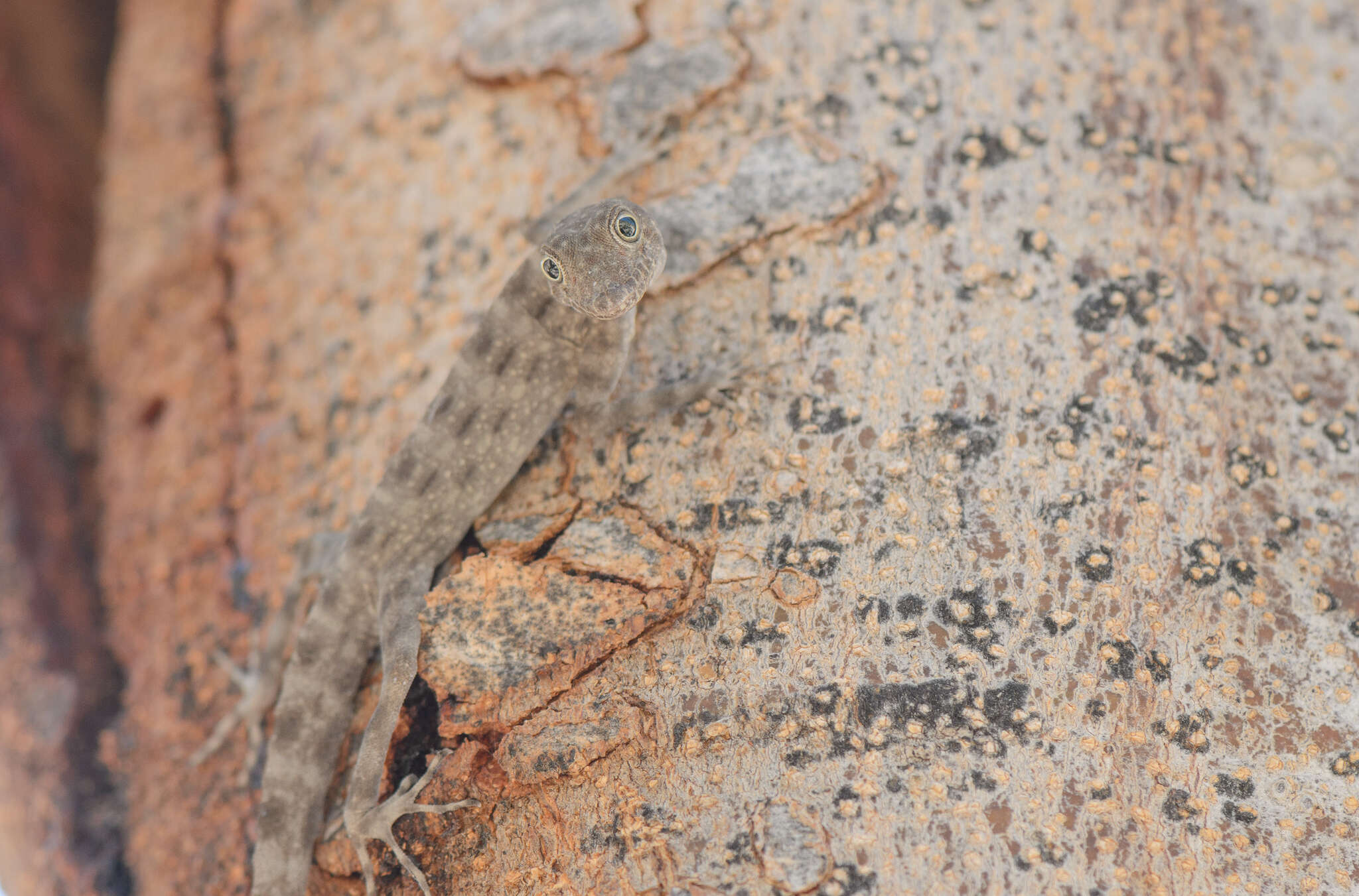 Image of Blanford's Rock Gecko