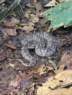 Image of Bothrocophias campbelli (Freire-Lascano 1991)