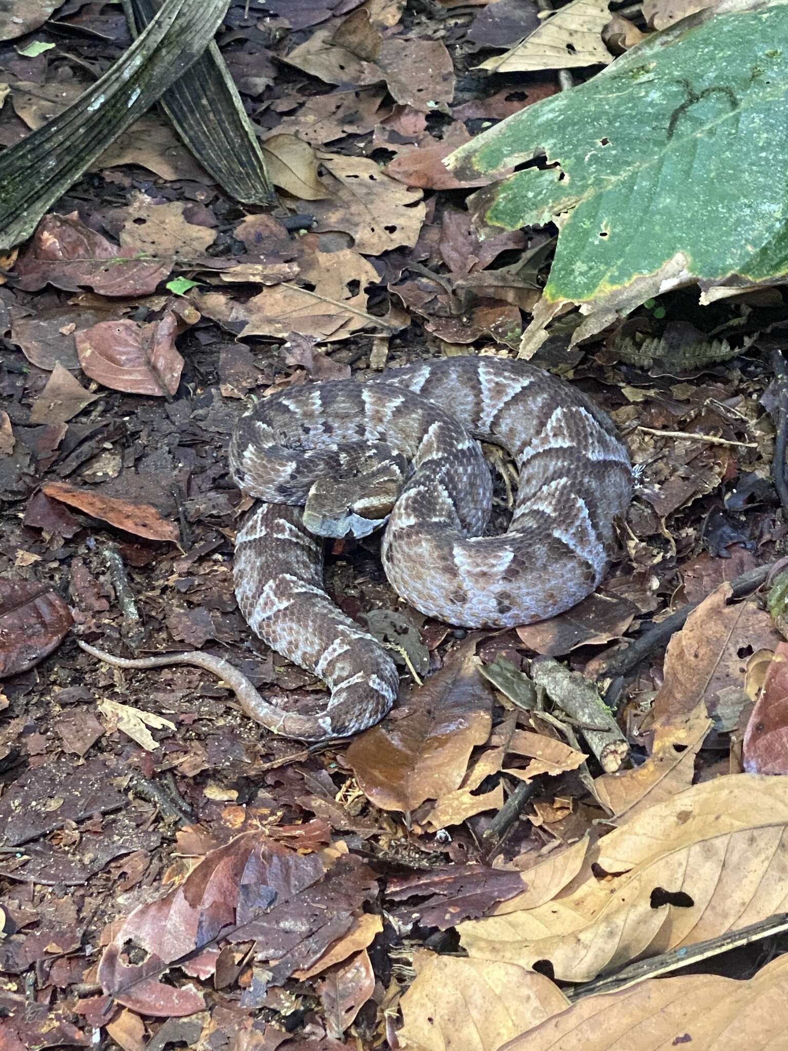 Imagem de Bothrocophias campbelli (Freire-Lascano 1991)