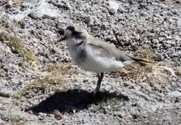 Image of Puna Plover