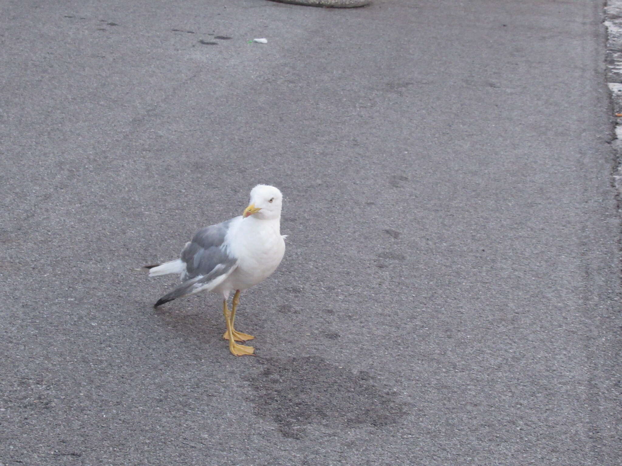 Слика од Larus michahellis michahellis Naumann & JF 1840