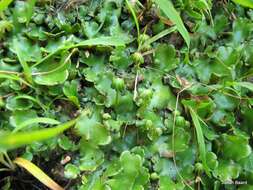 Marchantia berteroana Lehm. & Lindenb. resmi