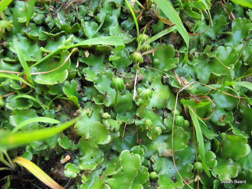 Image of Marchantia berteroana Lehm. & Lindenb.