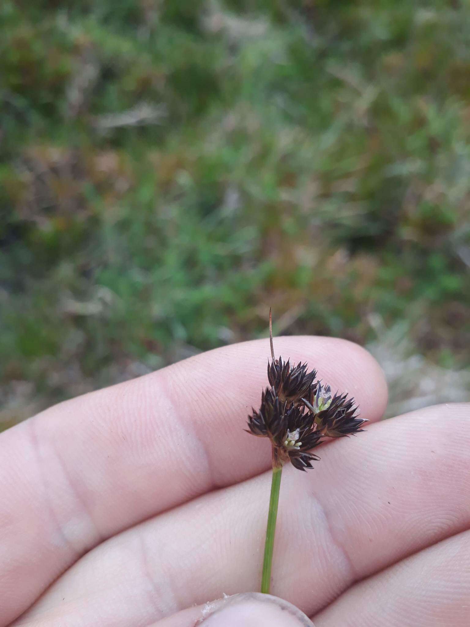 Image of Juncus dregeanus subsp. dregeanus