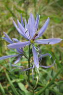 Image de Camassia quamash subsp. maxima Gould