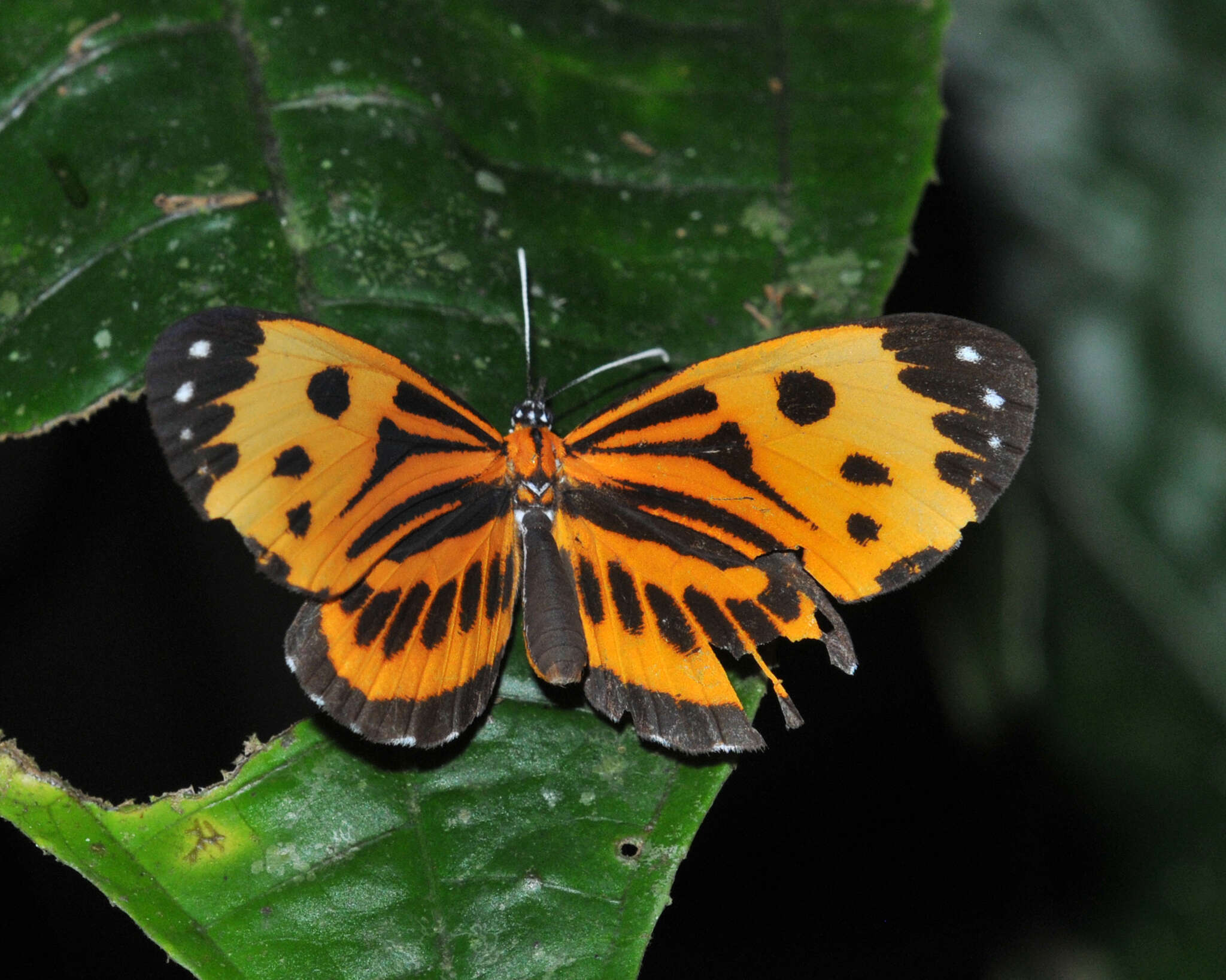 Stalachtis calliope (Linnaeus 1758) resmi