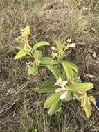 Image of Solanum subumbellatum Vell.