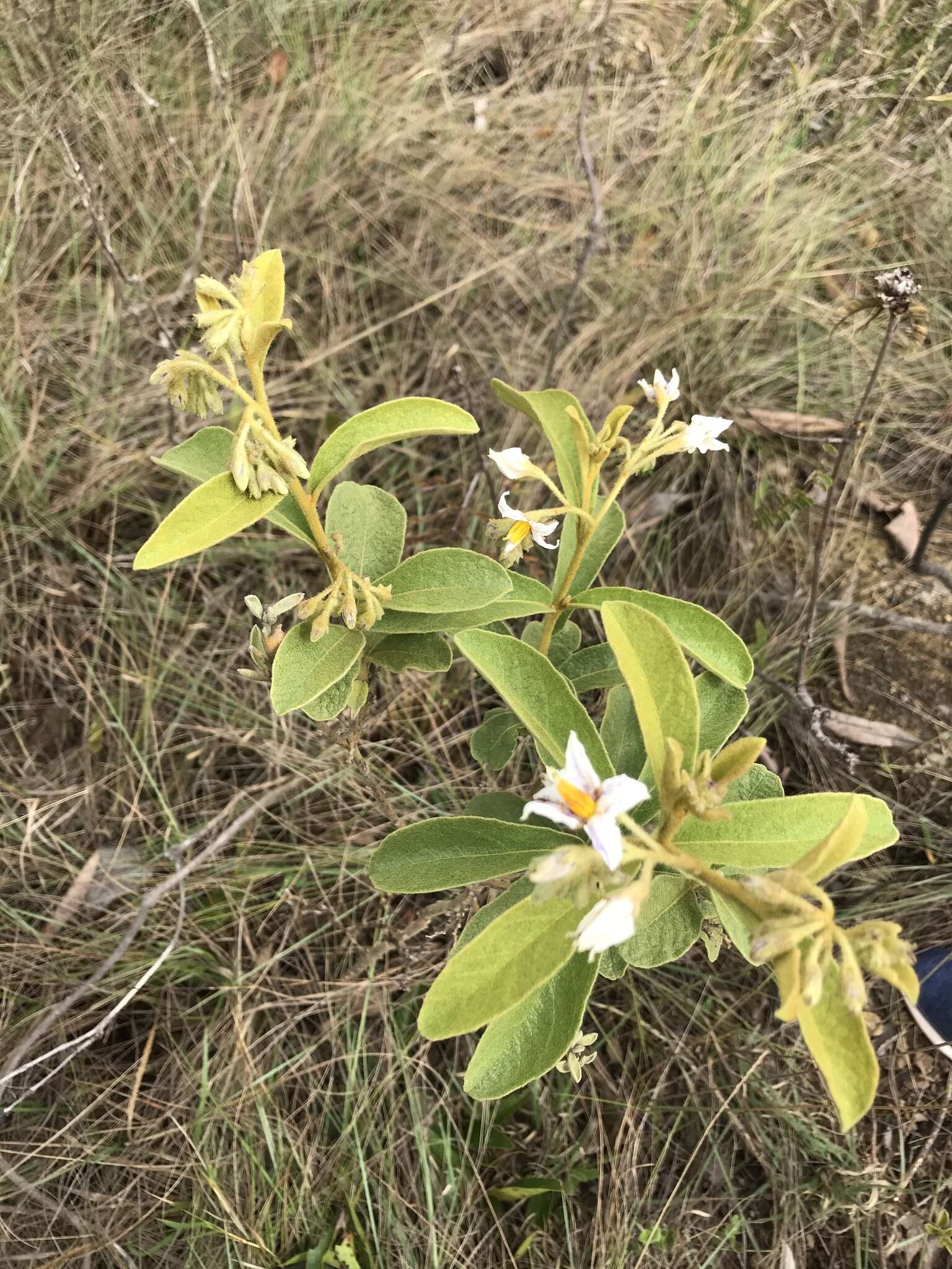 صورة Solanum subumbellatum Vell.