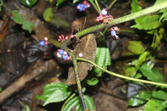 Image of Miconia septuplinervia