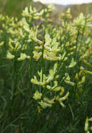 Imagem de Astragalus cusickii A. Gray