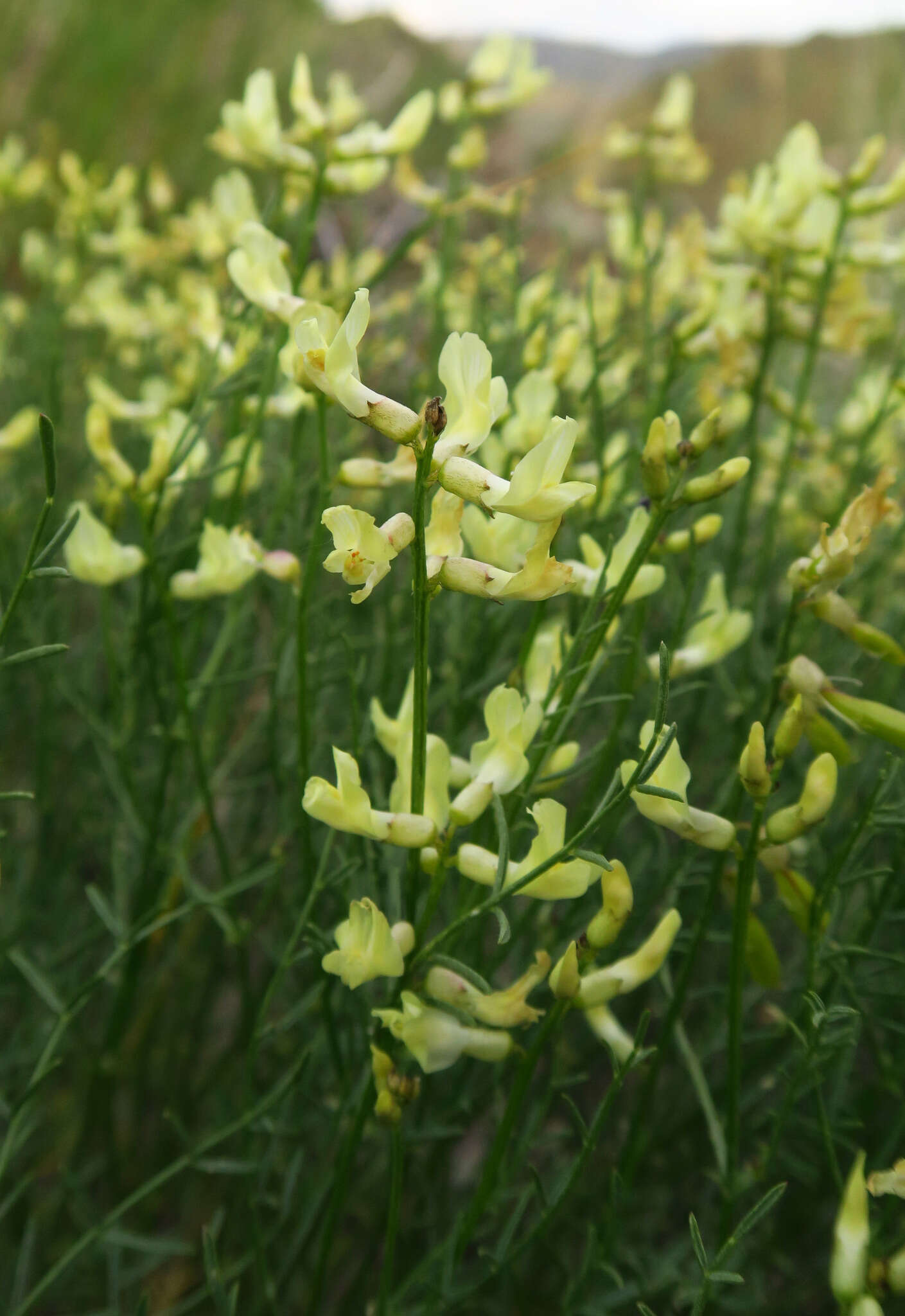 صورة Astragalus cusickii A. Gray