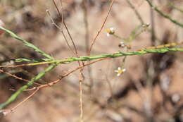 Image of Phymaspermum aciculare (E. Mey. ex Harv.) Benth. & Hook. fil.