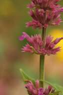 Image of Trans-Pecos giant hyssop