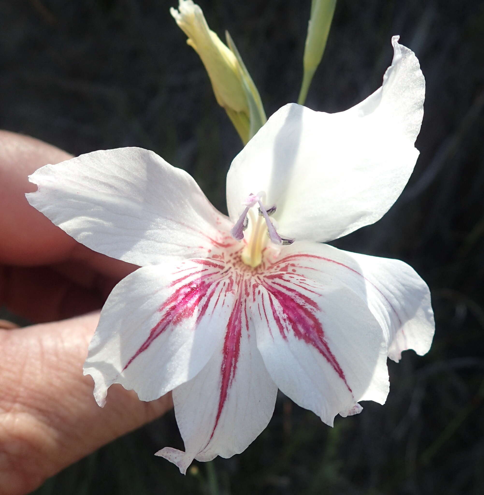 Слика од Gladiolus roseovenosus Goldblatt & J. C. Manning