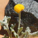 Image of Aaronsohnia pubescens subsp. pubescens