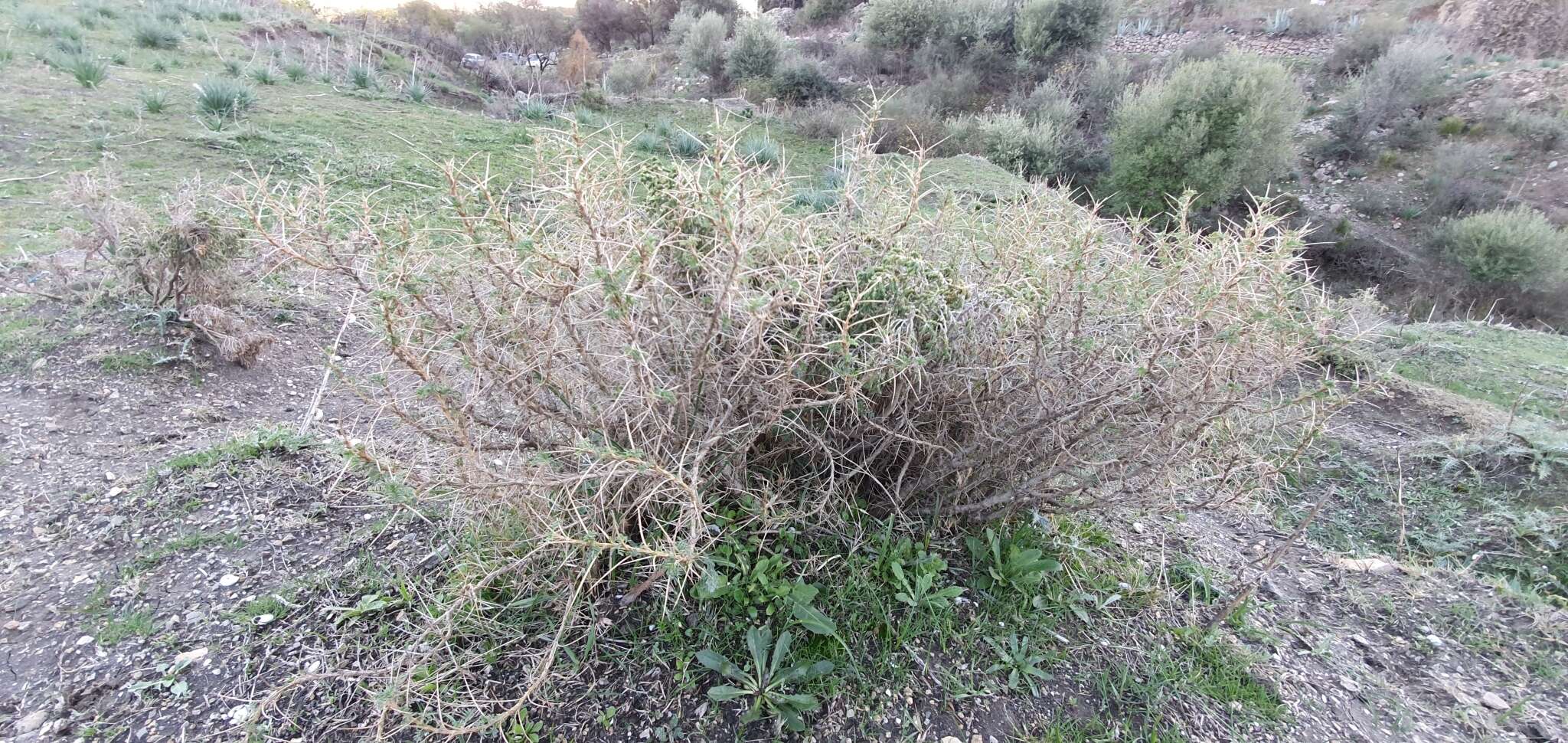 Plancia ëd Astragalus armatus subsp. numidicus (Murb.) Emberger & Maire