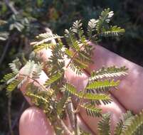 Image de Acacia pubescens (Vent.) R. Br.