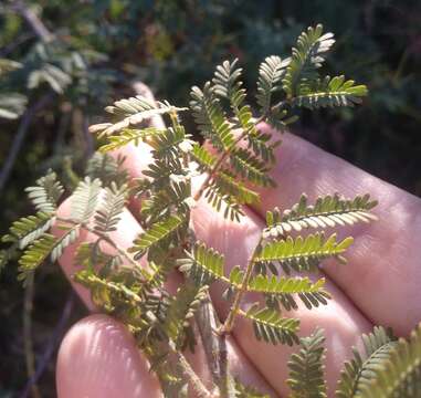 Sivun Acacia pubescens (Vent.) R. Br. kuva