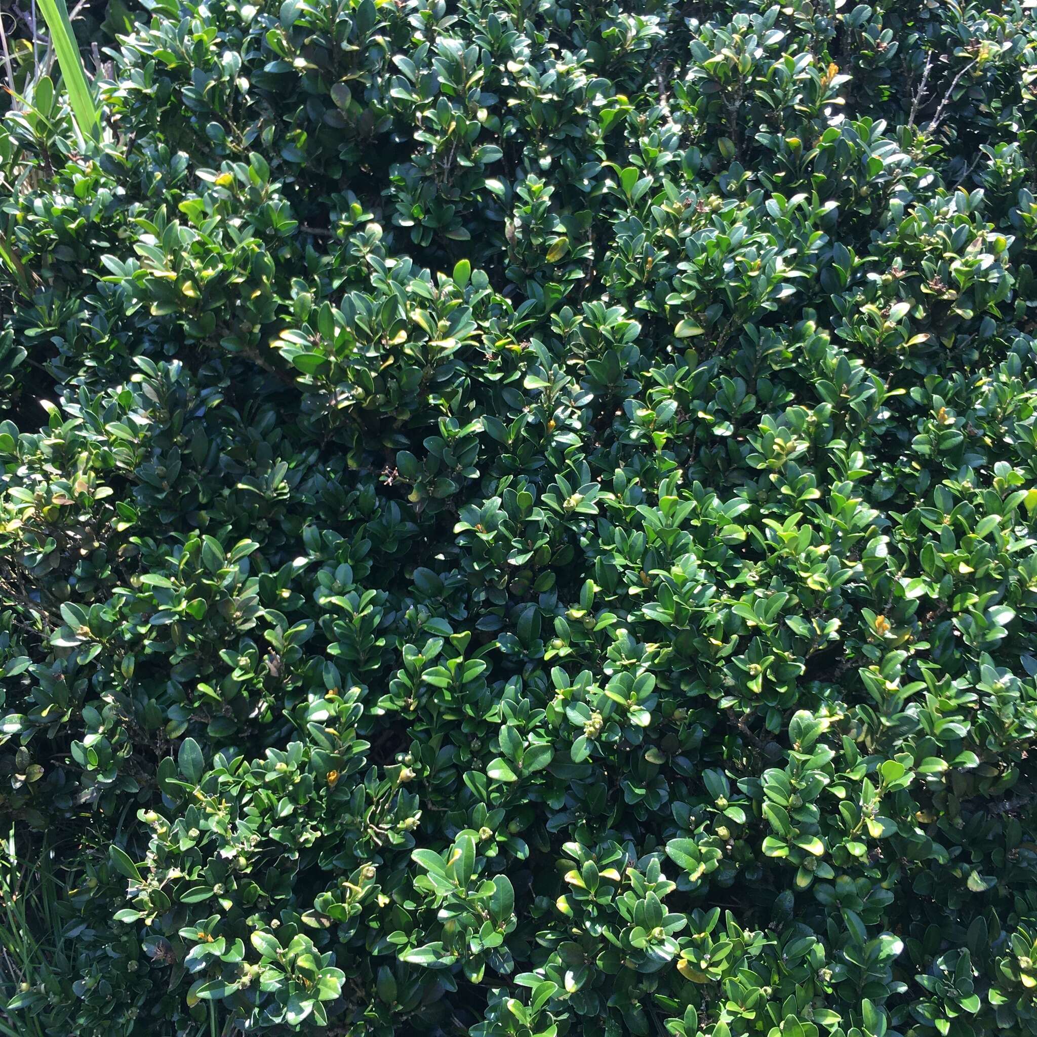 Sivun Buxus liukiuensis (Makino) Makino kuva