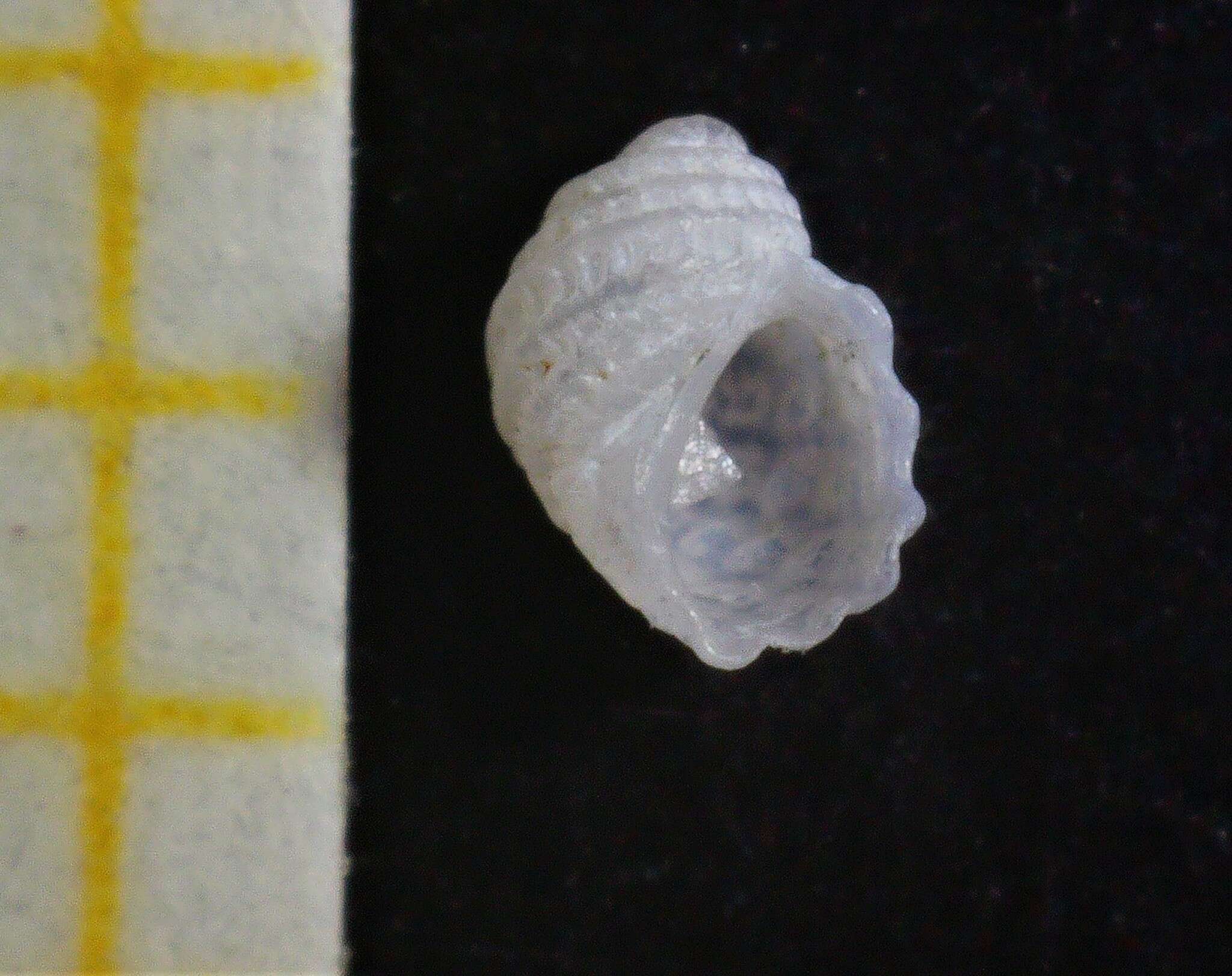 Image of Carinorbis clathrata (Philippi 1844)