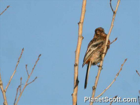Image of Long-tailed Rosefinch